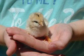 This photo shows a child holding a baby chick in her hands