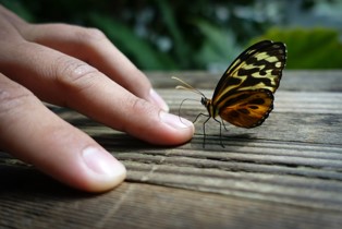 This is a photo of a Monarch butterfly using its antennae to touch the fingernails of an adult