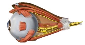 The above image of  an eyeball shows some of the muscles that surround each eye.